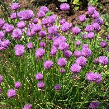 Schnittlauch Profusion (Pflanze)
