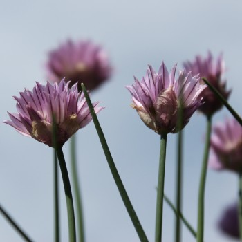 Schnittlauch Profusion (Pflanze)