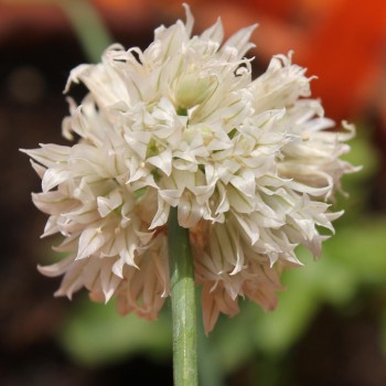 Schnittlauch Wallington White (Pflanze)