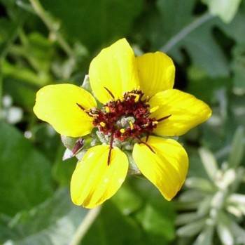 Schokoladenblume (Samen)
