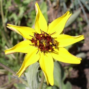 Schokoladenblume (Samen)