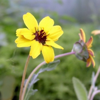 Schokoladenblume (Samen)