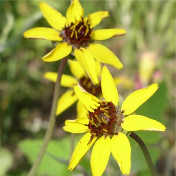 Schokoladenblume (Samen)