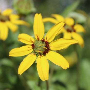 Schokoladenblume (Samen)