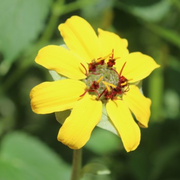Schokoladenblume (Samen)