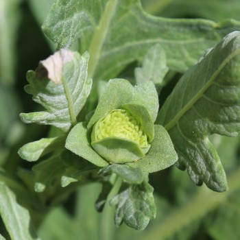 Schokoladenblume (Samen)