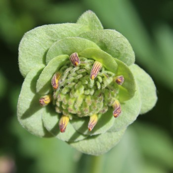 Schokoladenblume (Samen)