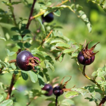 Schwarze Hagebutte (Pflanze)