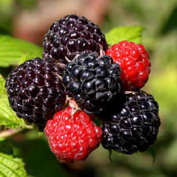 Schwarze Himbeere