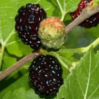 Schwarze Maulbeere (Samen)