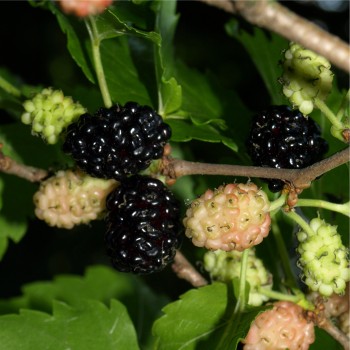 Schwarze Maulbeere (Pflanze)