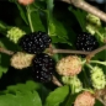 Schwarze Maulbeere (Samen)