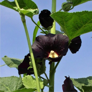 Schwarze Stockrose (Samen)