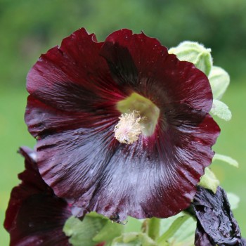 Schwarze Stockrose (Samen)