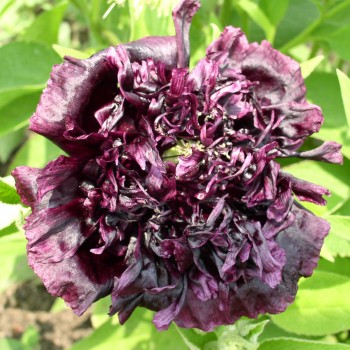 Schwarzer Päonienmohn (Samen)