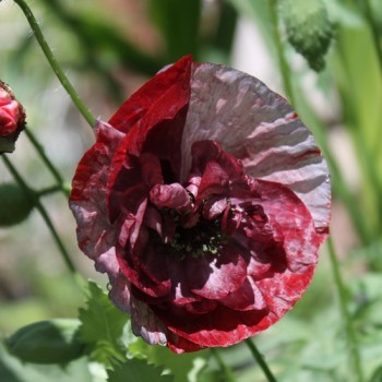 Seidenmohn Pandora (Samen)