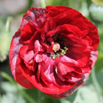 Seidenmohn Pandora (Samen)