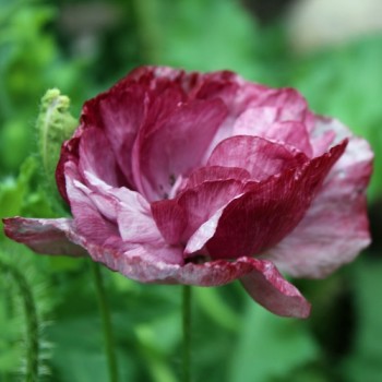 Seidenmohn Pandora (Samen)