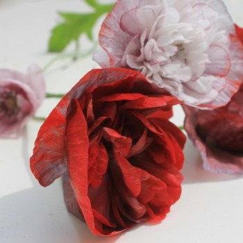 Seidenmohn Pandora (Samen)
