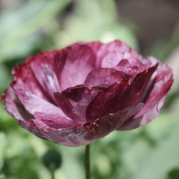 Seidenmohn Pandora (Samen)