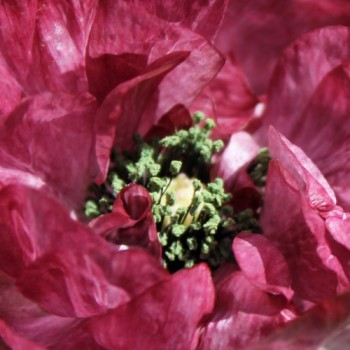 Seidenmohn Pandora (Samen)