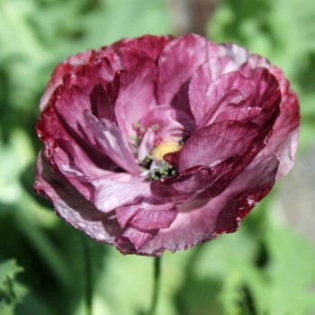 Seidenmohn Pandora (Samen)
