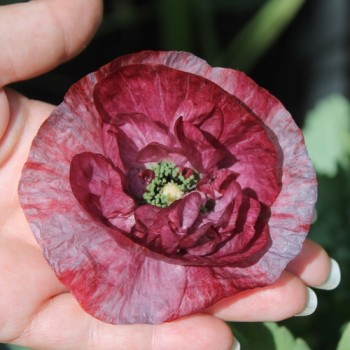 Seidenmohn Pandora (Samen)