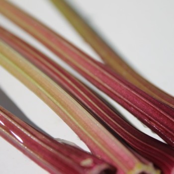 Stangensellerie Peppermint Sticks (Samen)