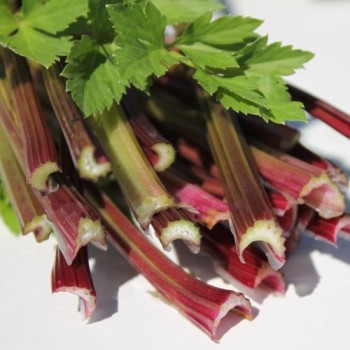 Stangensellerie Peppermint Sticks (Samen)