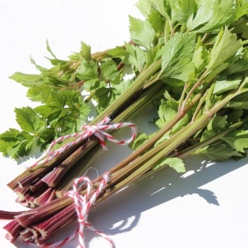 Stangensellerie Peppermint Sticks (Samen)