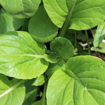 Komatsuna Big Leaf (Samen)
