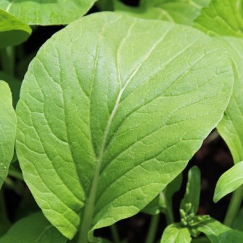 Komatsuna Big Leaf (Samen)