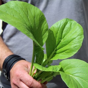 Komatsuna Big Leaf (Samen)