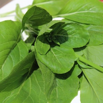 Komatsuna Big Leaf (Samen)