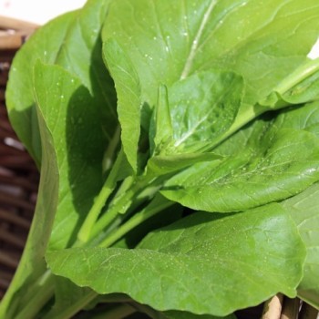 Komatsuna Big Leaf (Samen)