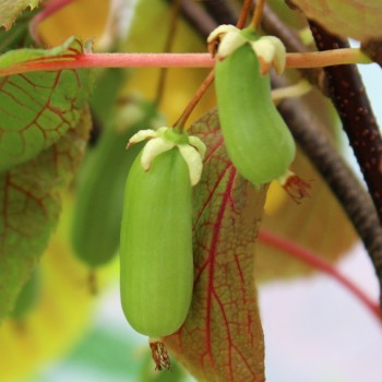 Sibirische Kiwi Vitakola weiblich (Pflanze)