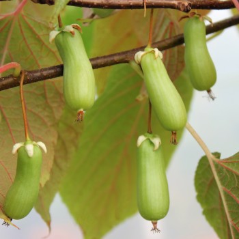 Sibirische Kiwi Vitakola weiblich (Pflanze)