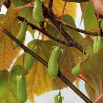 Sibirische Kiwi Vitakola weiblich (Pflanze)