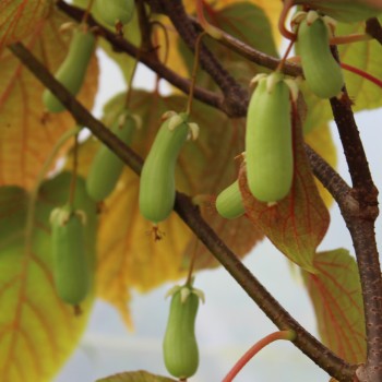 Sibirische Kiwi Vitakola weiblich (Pflanze)