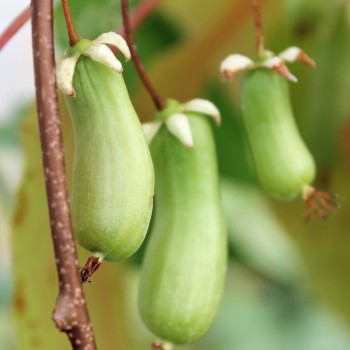 Sibirische Kiwi Vitakola weiblich (Pflanze)