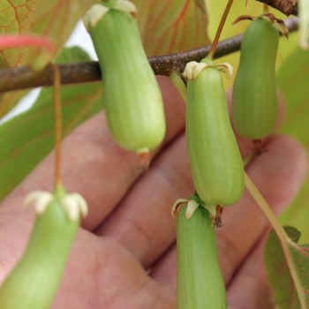 Sibirische Kiwi Vitakola weiblich (Pflanze)