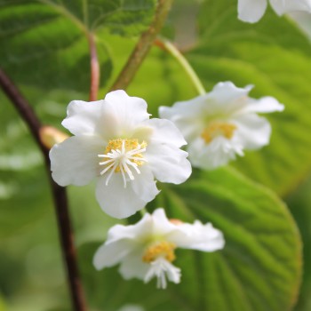 Sibirische Kiwi Vitakola weiblich (Pflanze)