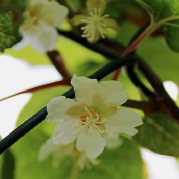 Sibirische Kiwi Aromatnaya weiblich (Pflanze)