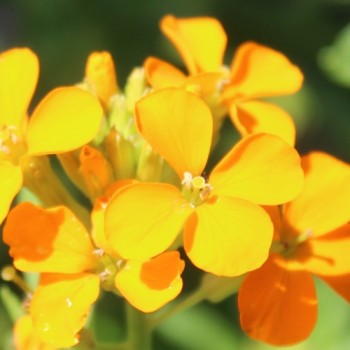 Sibirischer Goldlack (Samen)