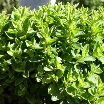 Sibirischer Oregano