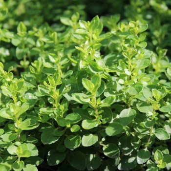 Sibirischer Oregano (Pflanze)