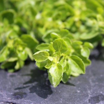 Sibirischer Oregano (Pflanze)