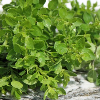 Sibirischer Oregano (Pflanze)