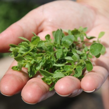 Sibirischer Oregano (Pflanze)