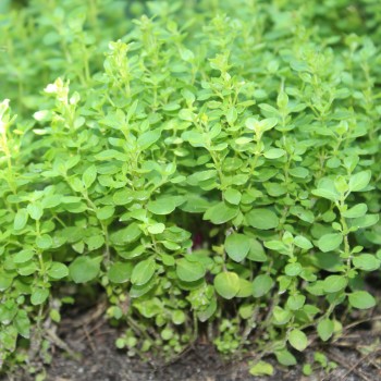 Sibirischer Oregano (Pflanze)